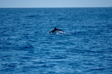 dophin balein madère 4