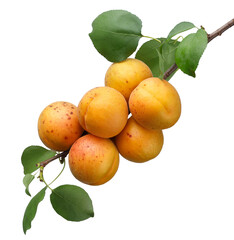 ripe apricots hanging on branch with leaves isolated on white