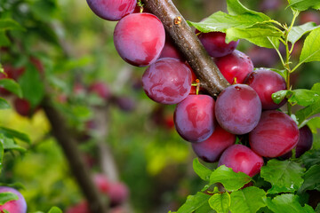 ripecherry plums hanging on branch in garden