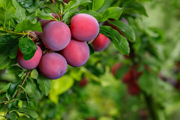 ripe cherry plums hanging on branch in garden