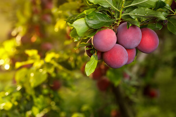 Obraz premium ripe cherry plums hanging on branch in garden