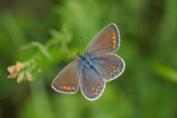 Obraz na płótnie Canvas Female common blue butterfly (Polyommatus icarus).