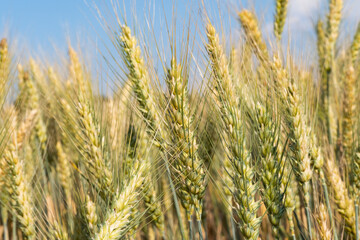 wheat field on a sunny day