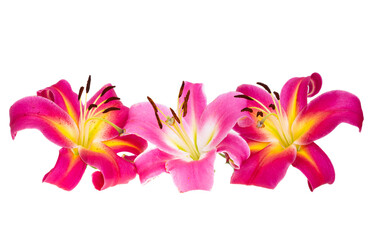 lily flower isolated