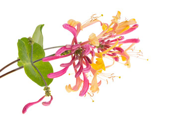 honeysuckle flower isolated