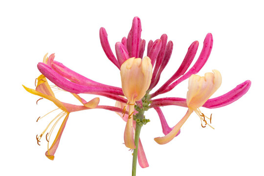 Honeysuckle Flower Isolated