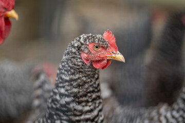 Freilandhühner auf einem Bauernhof