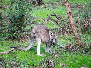 Grey Kangaroo Alert