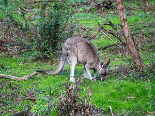 Grey Kangaroo Feeding