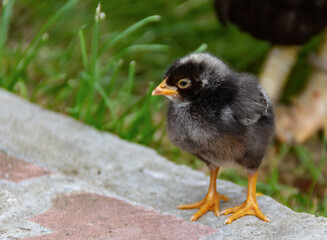 Chicked black chick laying in the foreground