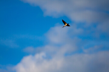 birds in flight