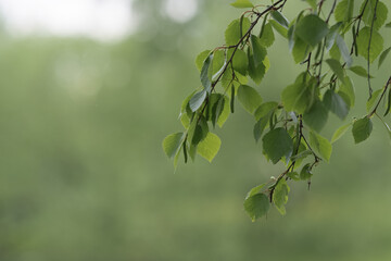Fresh green birch leaves in late spring or summer