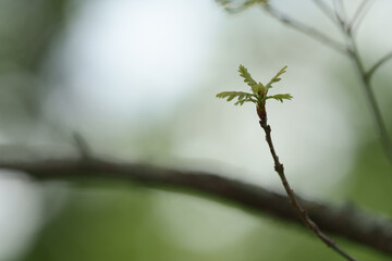 Young oak leaves with copy space