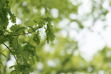 Young oak leaves with copy space