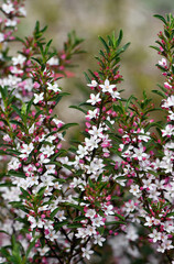 White flowers and pink buds of the Australian native Long Leaf Waxflower, Philotheca myoporoides, family Rutaceae. Winter to spring flowering. Endemic to NSW, Qld and Vic	