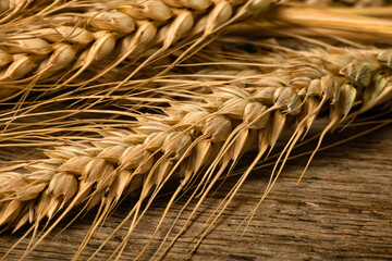 Wheat ears detail. Cereals for backery, flour production
