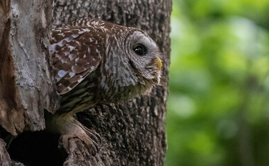 Mama Barred Owl Getting Ready