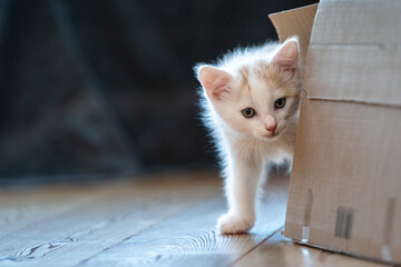 Junge Katze beim Spielen
