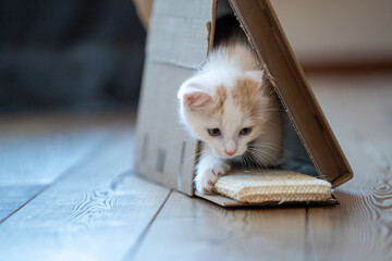 Junge Katze beim Spielen