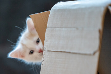 Junge Katze beim Spielen