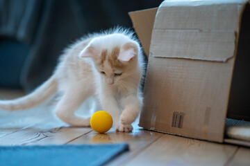 Junge Katze beim Spielen