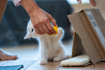 Junge Katze beim Spielen