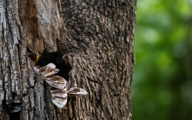 Mama Barred Owl on Guard with its Babies
