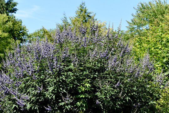 Moenchspfeffer, Vitex agnus, castus