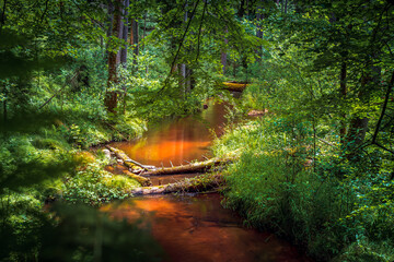 A beautiful river with a sandy bottom flowing in a dense forest. The "Szum" nature reserve. Górecko Kościelne, Poland