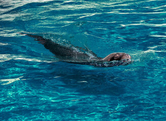 Naklejka premium Sea lion swimming in the water
