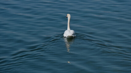 Un cigno sull'acqua di un lago.