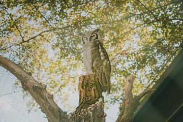 Owl, Wild World