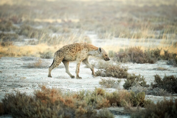 Spotted Hyena,Crocuta crocuta in motion. Artistic processed, dry semi-desert environment. Animals of Kalahari, Botswana safari.