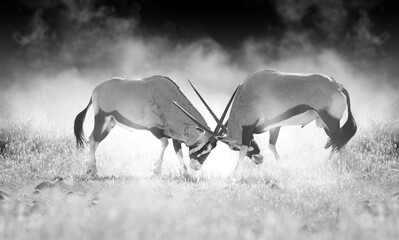 Tough fight between two male Oryx antelopes. Black and white, artistic processed, dust and dark background. Animals of Kalahari, Botswana safari. - obrazy, fototapety, plakaty