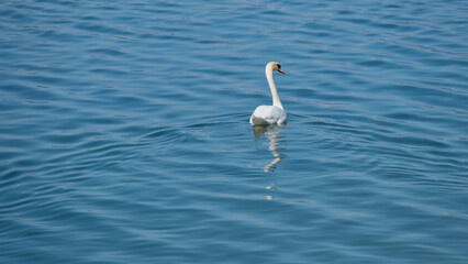 Un cigno sull'acqua di un lago.