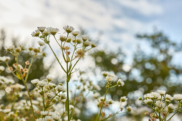 Wild flowers in a meadow on a sunny morning.