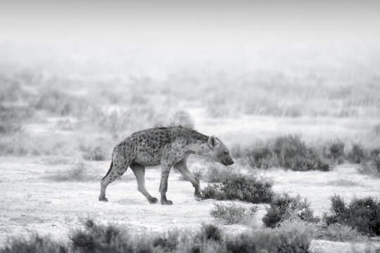 Spotted Hyena,Crocuta crocuta in motion. Black and white, artistic processed, dry semi-desert environment. Animals of Kalahari, Botswana safari.