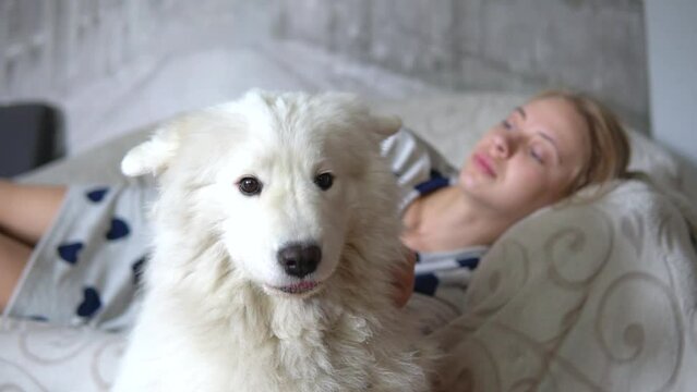 White Samoyed, fluffy dog and happy girl hugging, petting and cuddling at home, lazy weekend. Funny Pet and woman indoors, animal companion friend. Rack and soft focus, handheld shot.