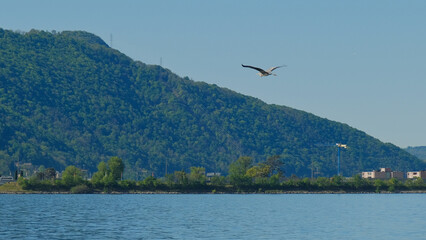 Un airone cenerino sulla riva di un lago.
