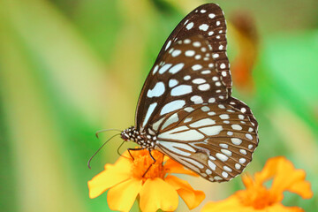 Fototapeta na wymiar Beautiful butterfly on the yellow follower