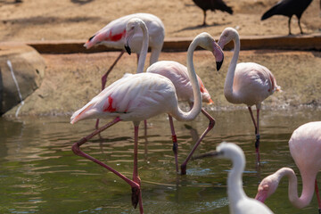 Pink flamingos in the river in nature on a sunny day close-up.