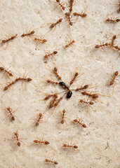 Colony Of Ants Dismember And Eating ant Closeup