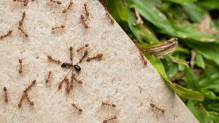 Colony Of Ants Dismember And Eating ant Closeup