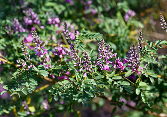 Pink purple flowers and buds of Australian native Indigo, Indigofera australis, family Fabaceae. Widespread in woodland and open forest in New South Wales, Queensland, Victoria, SA, WA and Tasmania.