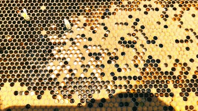 Honeycombs in a wooden beehive. Apiculture. Close-up of bees in a beehive.