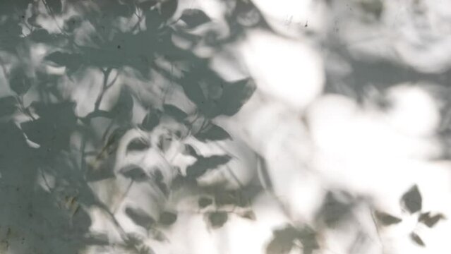 The light and shadow that the trees cast on the wall form abstract patterns.