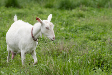 Fototapeta premium 放牧されたヤギ
