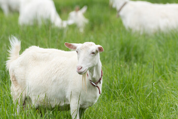 Obraz premium 放牧されたヤギ