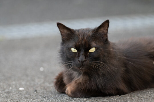 可愛い猫　黒猫