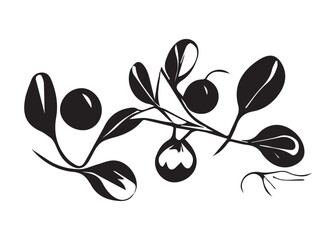 Christmas mistletoe black and white illustration